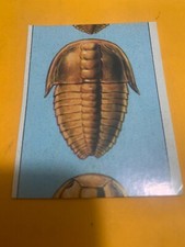 FIGURINA N. 20 ANIMALI