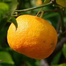 Pianta mandarino satsuma - di, in