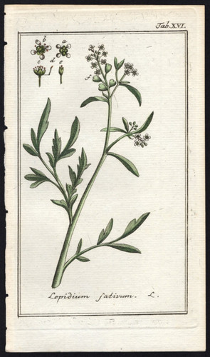 1800 johannes zorn - zorn, icones