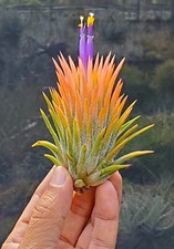 ionantha peach purple flower