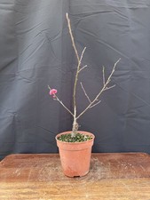 Prunus mume bonsai albicocco - mume,