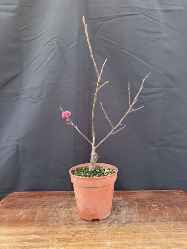 Prunus mume bonsai albicocco - prunus,