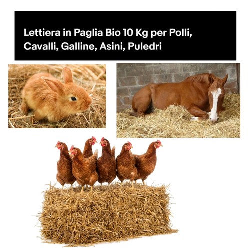 Lettiera paglia depolverata - lettiera,