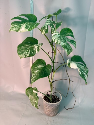 Monstera deliciosa albo - monstera,