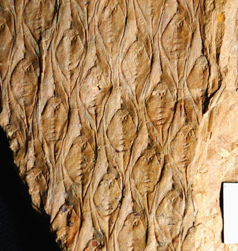 Pianta carbonifera fossile