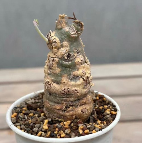 Vendita rara pianta cactus - pianta, di