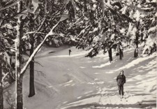 CARTOLINA FORESTA DI CAMPIGNA