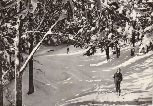 Cartolina foresta campigna - di,