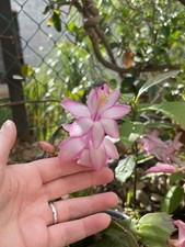 Schlumbergera Rosa