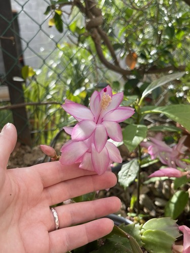 Schlumbergera rosa - schlumbergera,