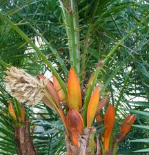 Phoenix reclinata palma - -,