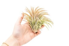 XL Tillandsia Ionantha Rubra
