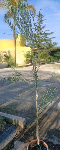 Pianta olivo varietà da - di,
