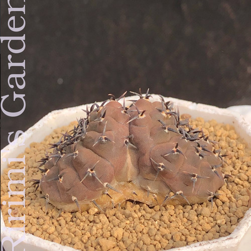 Mammillaria melanocentra