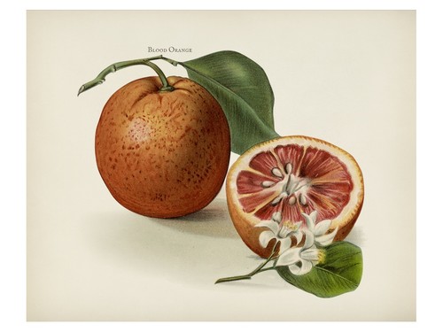 Poster botanico arancia rossa - botanico,