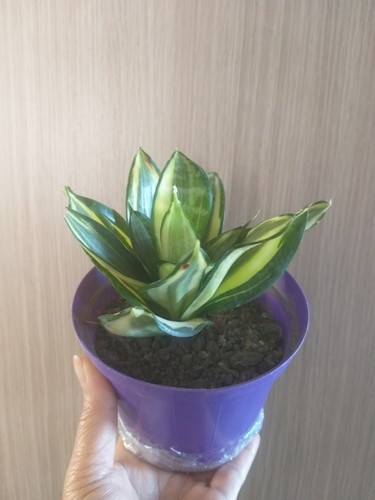 Rara sanseveria hahnii - sanseveria,