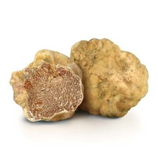 Tartufo bianco pregiato tuber - bianco, (tuber