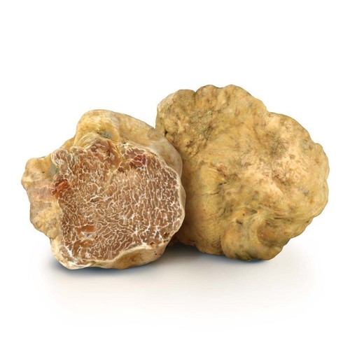 Tartufo bianco pregiato tuber - bianco,