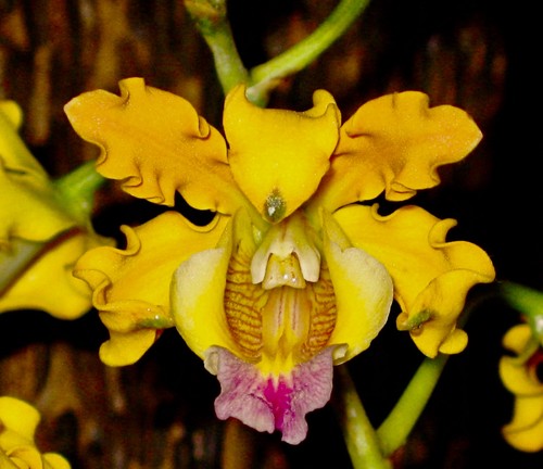 Schomburkgia ibrido sunshine - schomburkgia,