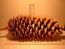 Sugar Pine, (King of Pines)