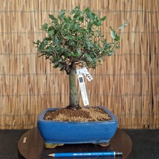Bonsai di Quercia da Sughero h 36cm Visita il mio negozio!