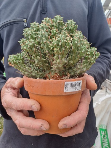 Euphorbia pentops rare - euphorbia, (rsa)