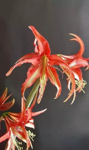 Hippeastrum paz pardinum - la, x
