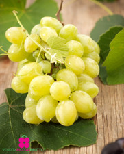 Pianta di Vite GOLDBERRY