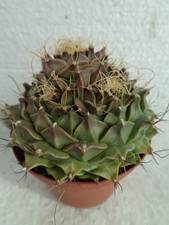Obregonia denegrii 8 cm we Ariocarpus cactus cactus Rebutia