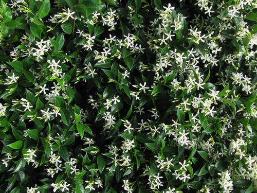 Pianta trachelospermum - 1, di