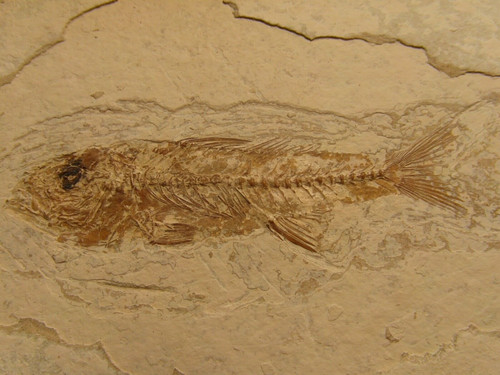 Pesce fossile dapalis - pesce,