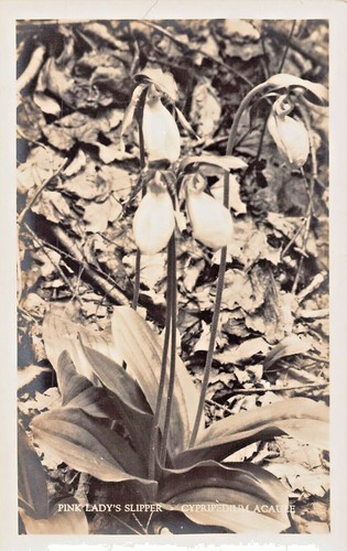 Rosa ladys slipper - rosa, slipper-cypripedium