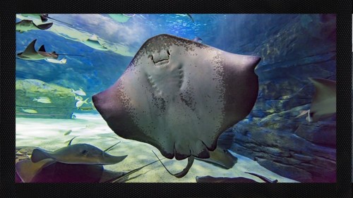 Stingray sea creature ocean - creature,