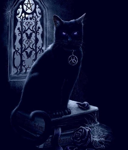 Gatto nero immagine - gatto,