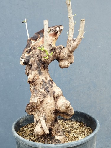 Bonsai olivastro 40x15cm - bonsai,