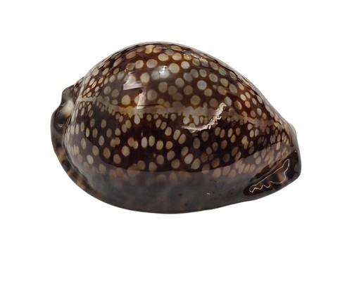Conchiglia shell cypraea - conchiglia,