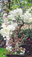 White Orchid Tree Seed