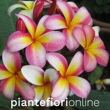 Plumeria GLORIA SCHMIDT Cutting & Plant - pomelia tricolore frangipani USA