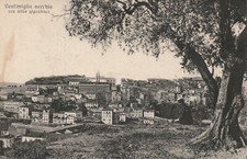 C2- Cp Cartolina Ventimiglia Vecchia con Ulivo Gigantesco - Fp Nvg