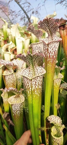 Sarracenia leucophylla - l-17-mk,