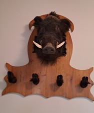 Trofeo - Testa di cinghiale con scudo!