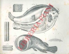 PACINI Filippo - Sopra