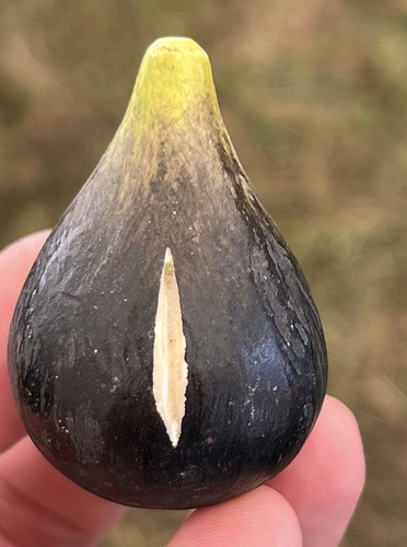 Fig miniatura scura marmo - fig, 2”