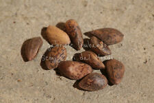 PINO CINESE ROSSO - PINUS TABULIFORMIS, 10 SEMI SELEZIONATI