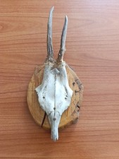 Cranio capriolo scudetto - cranio, no