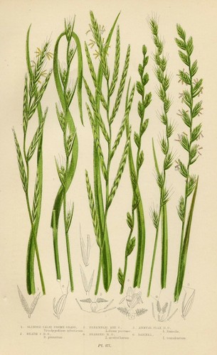 Stampa botanica antica 1899 - botanica,
