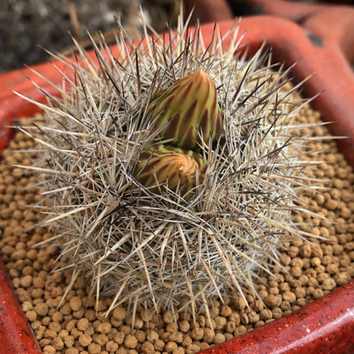 Coryphantha werdermanniana