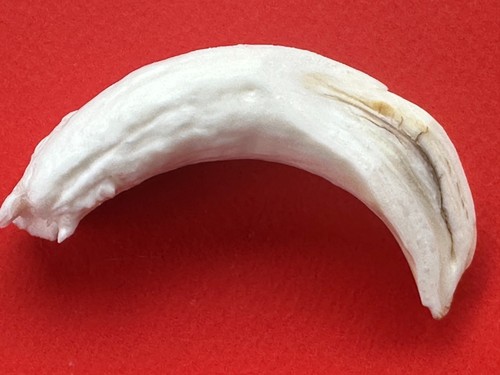 Dente cinghiale 108 - (cote),