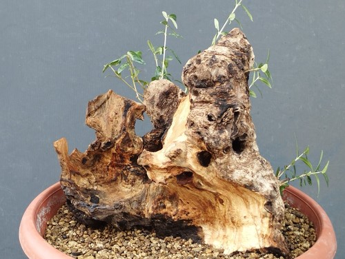 Bonsai olivastro 30x30cm - 30x30cm, in