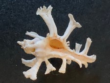 Conchiglia Shell Murex